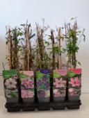 Clematis mix