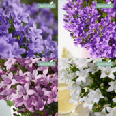 Campanula addenda mix kleuren