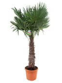 Trachycarpus Fortuneii, stamhoogte 60-80cm