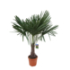 Geen merk Waaierpalm