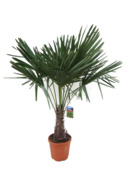 Trachycarpus Fortunei