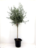 Olijf, Stamomtrek 10-15cm, stamhoogte 80+cm