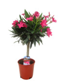 Nerium oleander