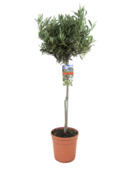 Olijf op stam 95-105 cm