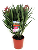 Nerium oleander struik 6-8 takken mix kleur