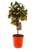 Citrus mix gekleurde pot, Kumquat, Calamondin, Lemon