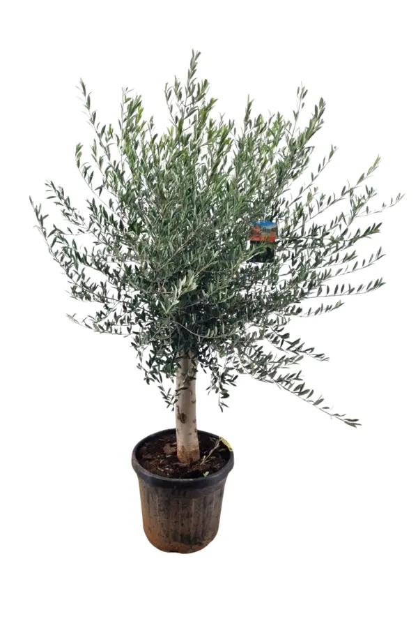 Olijf, stamomtrek 20-30cm