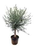 Olijf, stamomtrek 20-30cm