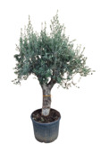Olijf groot, Stam omtrek 75/80cm, stamhoogte 80+cm