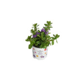 Stekperkgoed potmaat 10,5 cm