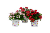 Verbena potmaat 10,5 cm