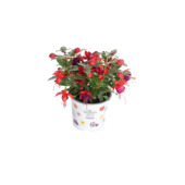 Fuchsia potmaat 10,5 cm