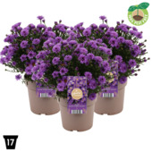 Herfstaster Alpha Purple Rocket vaste plant